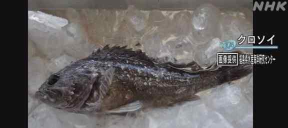 福岛近海捕捞鱼放射性物质超标，此类海鱼已停止在市场销售