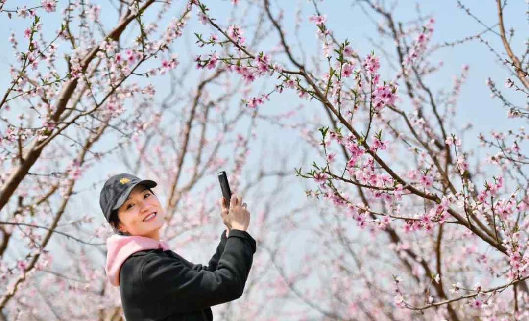 平谷桃花海 想体验22万亩桃花海？平谷桃花节开幕，赏花路线看这个就对了！