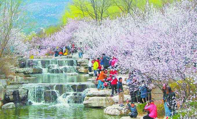 北京植物园桃花节 北京植物园桃花节即将开幕 “品霞”“品虹”交相辉映