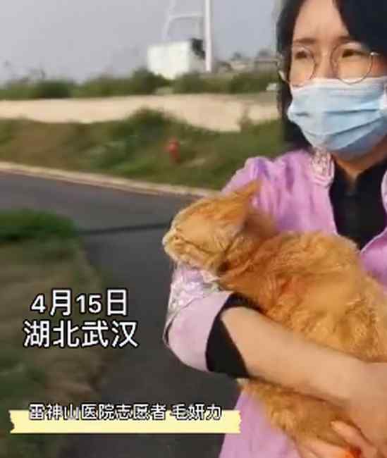 雷神山流浪小奶猫一年后成胖橘 果然是大橘为重 究竟是怎么一回事?