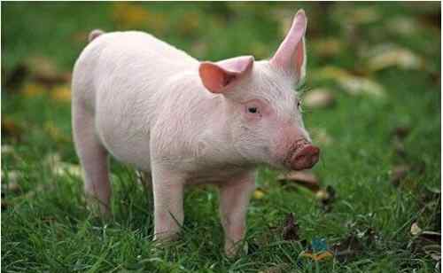 2021预测春节前的生猪价格 2021春节前后猪肉会降价吗