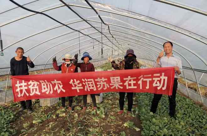 蔷薇村江苏 扶贫助农，华润苏果帮销宿迁蔷薇村“上海青”