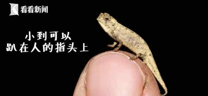 科学家发现地球最小爬行动物