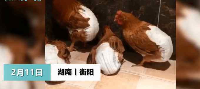 湖南小伙给6只鸡穿尿不湿养在卫生间，网友：是个狠人