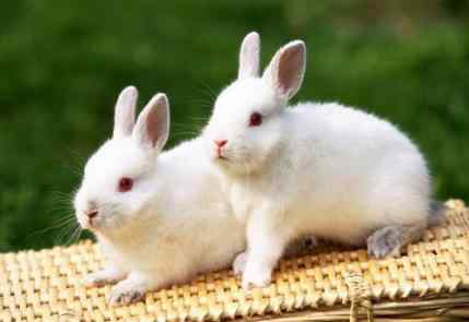 1987属兔的最旺的颜色 属兔人永远最旺的颜色
