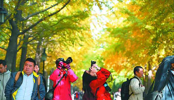 北京银杏大道 北京最美银杏大道原来在这……