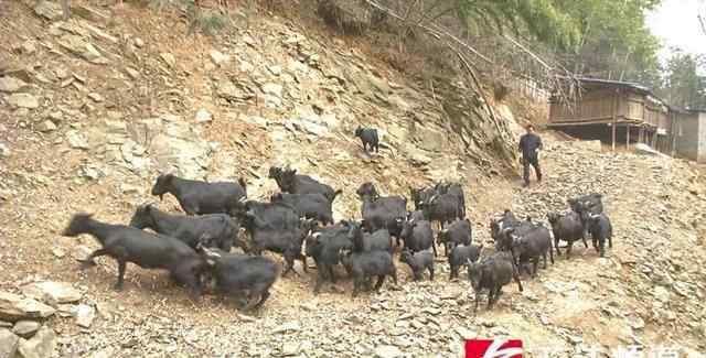 28只羊离奇失踪有9只内脏被掏空 养殖户彻夜蹲守看见神秘生物