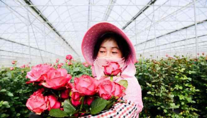 方德玫瑰 三天卖空千亩顶级玫瑰？这家荷兰品牌为何选择淘宝聚划算？