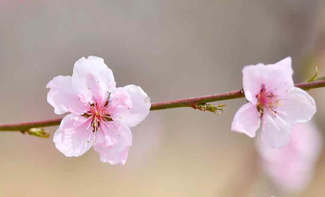 平谷桃花海 想体验22万亩桃花海？平谷桃花节开幕，赏花路线看这个就对了！