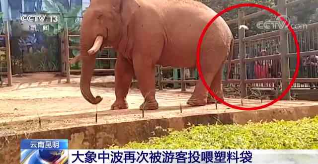 游客投喂大象塑料袋 究竟是怎么一回事?