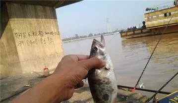 一天中钓鳜鱼最佳时间 钓鳜鱼的四个小技巧，一天的鱼获就靠这个了！