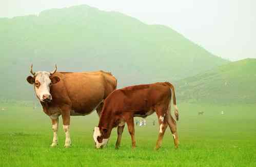 属牛人永远最旺的颜色 生肖属牛最忌讳的颜色