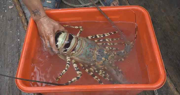 中华锦绣龙虾 温州龙港一渔民捕获一只七斤八两重中华锦绣龙虾