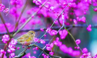 春到人间草木知 立春：春花初醒，春林初盛