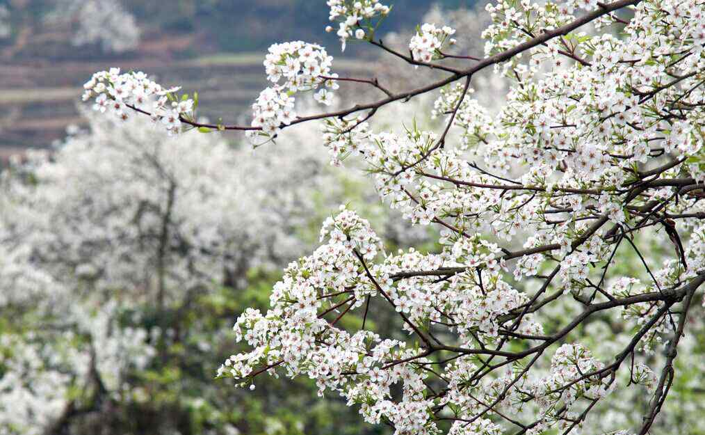 油菜花花期 三月正是赏花时 瑞安桐浦重现几千亩油菜花海