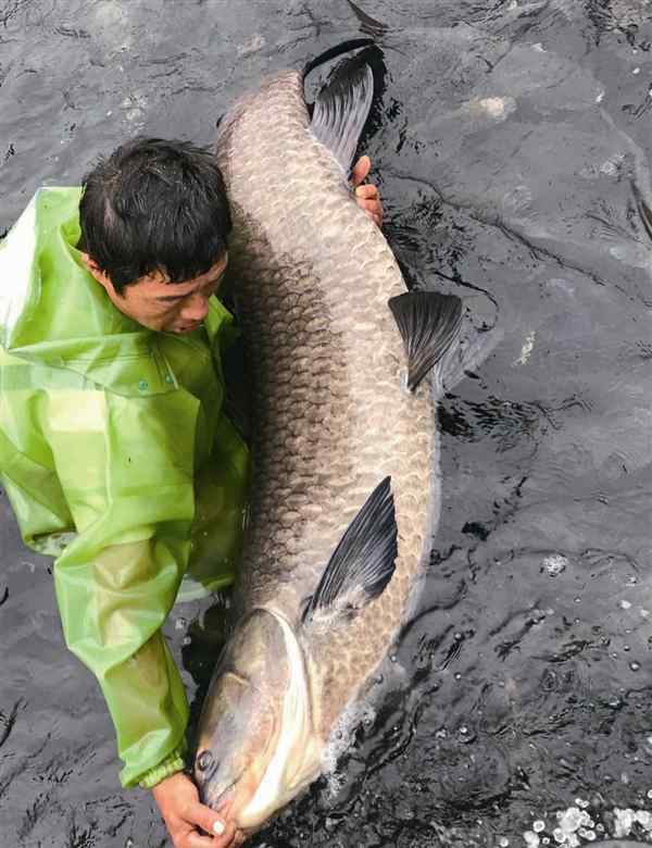 王快水库 珊溪水库重约70公斤“鱼王”出水 鱼龄估计超20年