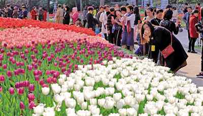 迭起 带你看“花海” 马鞍池公园里郁金香花展高潮迭起