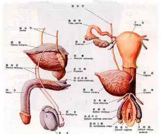 男性的生殖外观 小伙天生男女两套生殖系统 外表为男人生殖器是女人