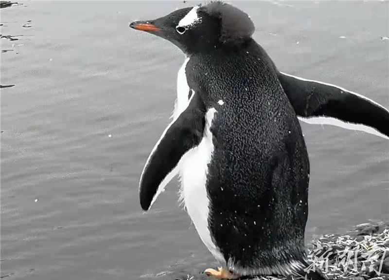 王企鹅 南极梦寻（24）企鹅究竟有多美