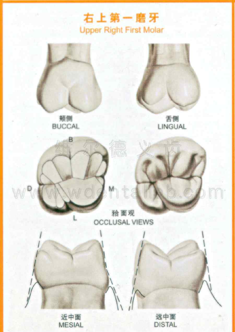 牙齿名称示意图牙齿的解剖形态图大全