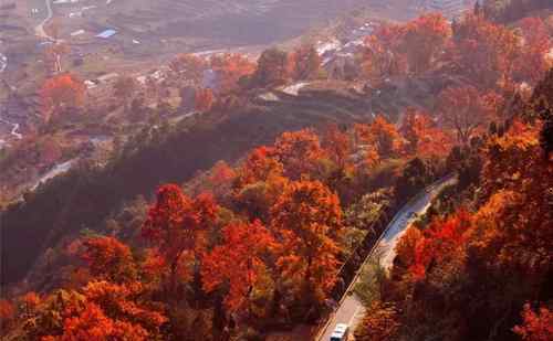 新彩隧道 美翻了！投资近3亿 温州计划建12条彩色森林景观带