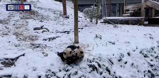 中国大熊猫在北欧玩雪 事情的详情始末是怎么样了！