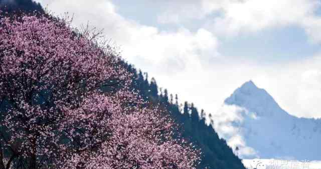 中国波密 西藏波密：中国最美的春天在这里