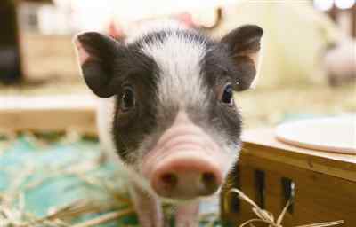 大肚猪 小香猪萌翻了 也有市民对商场“养猪”提不同的声音