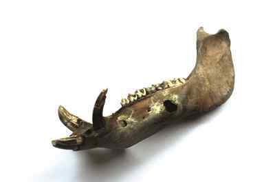 虎鲨鱼 良渚古城发现北方人尸骨 检测证明良渚晚期发生过暴力事件