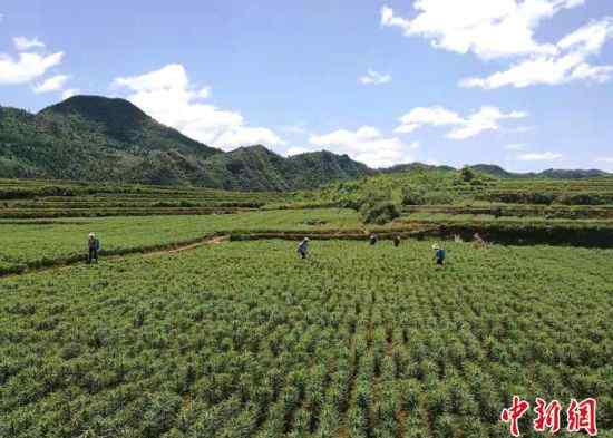 中国湘西网 中国新闻网|首倡之地担起首倡之责：湖南湘西交出“精准扶贫”合格答卷