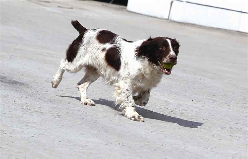 功勋犬 滴血寻凶屡破大案的警犬米粒：是神探犬也是功勋犬