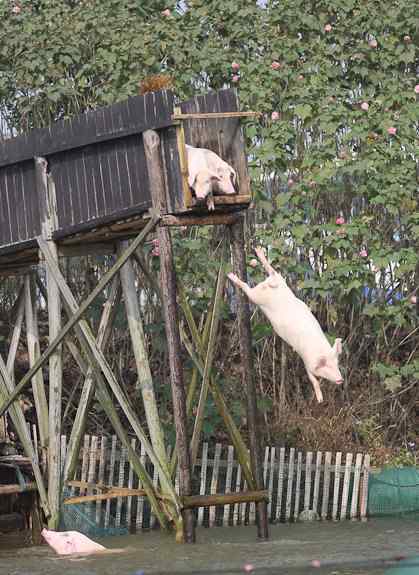 跳水猪 宁乡农民搭设高台赶猪跳水 "跳水猪"肉价高3倍