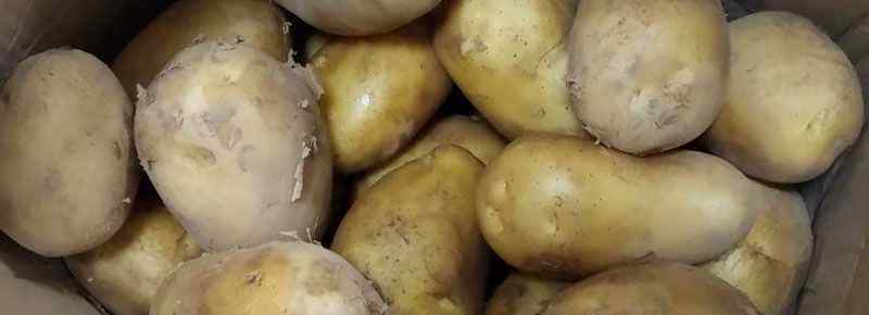 马铃薯保鲜储存条件