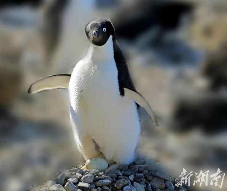 王企鹅 南极梦寻（24）企鹅究竟有多美