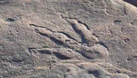 英国4岁女童发现2亿年前恐龙脚印 对此大家怎么看？