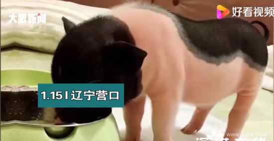 迷你宠物猪4年长成350斤大肥猪 具体什么情况