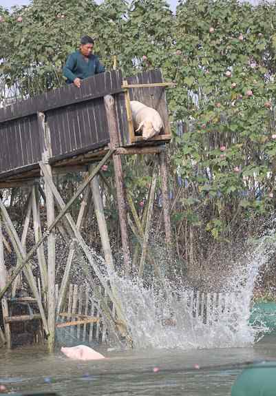 跳水猪 宁乡农民搭设高台赶猪跳水 "跳水猪"肉价高3倍