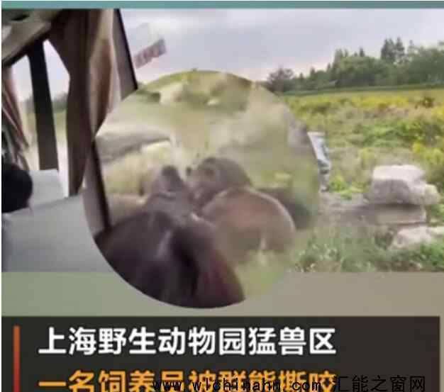 上海野生动物园熊群咬死饲养员 回顾事情经过