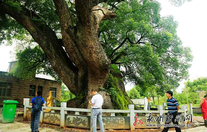 唐志萍 永州两株古树获评“湖南树王” 最长树龄达2500年