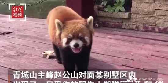 小熊猫脚受伤到青城山求助 到底是什么状况？