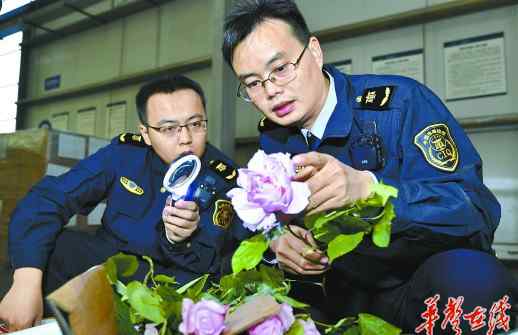 湖南鲜花 湖南航空口岸首次进口鲜花 3939枝荷兰鲜切花运抵长沙