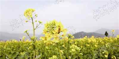 油菜花花期 三月正是赏花时 瑞安桐浦重现几千亩油菜花海