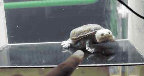 窄桥 窄桥蛋龟丨名副其实的中美洲“罗马暴君”