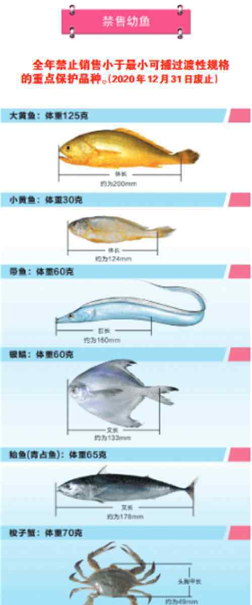 休渔期是什么时候2017 关于2017年浙江省海洋禁渔休渔的通告
