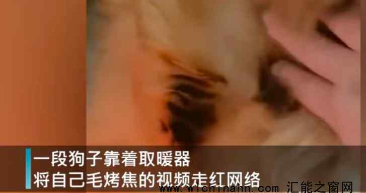 狗狗靠着电暖气取暖毛被烤焦 究竟发生了什么