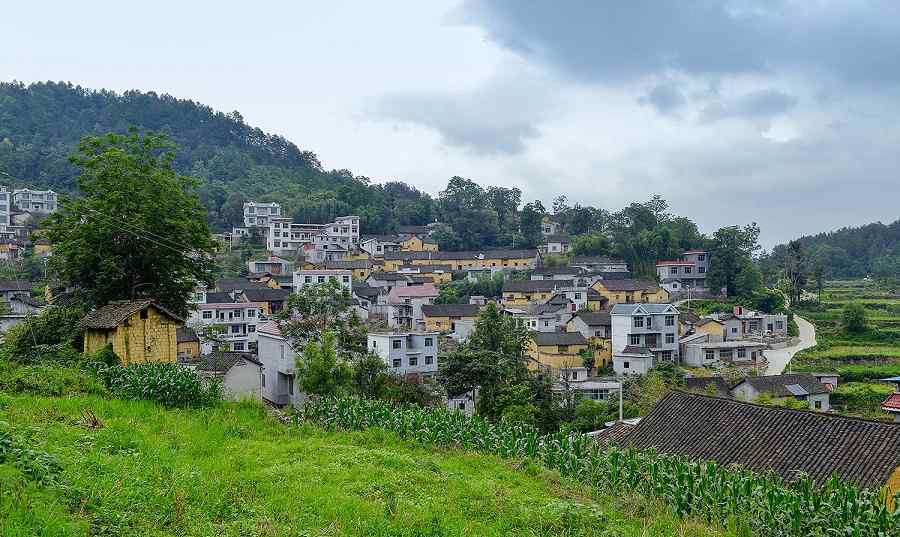 茶叶党 胜花村党建引领构建美好乡村，产业发展助力乡村振兴