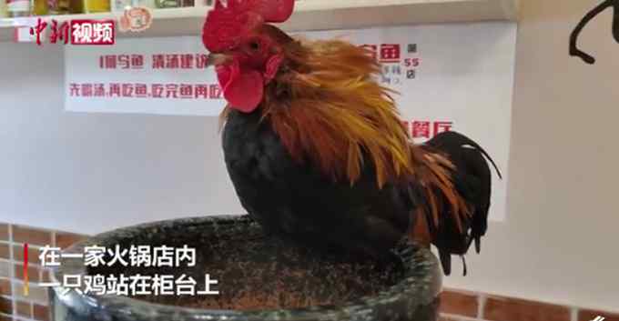 成都一火锅店柜台养活鸡招财 店主：驯化后引入店中 网友提出灵魂质疑