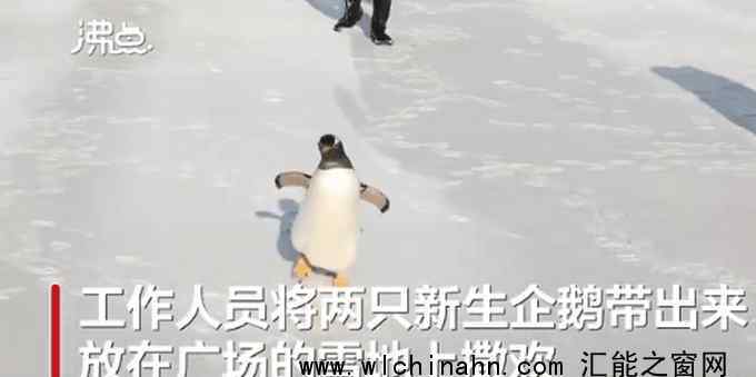 呆萌!人工孵化企鹅第1次看到雪上热搜，网友大呼可爱