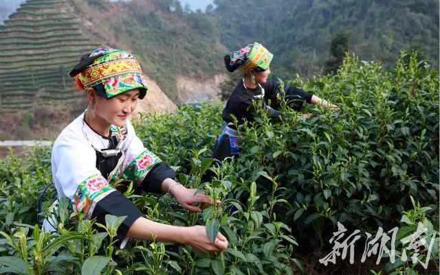 黄金茶多少钱一斤 明前茶市场俏 湘西保靖黄金茶每斤600元 上涨20%