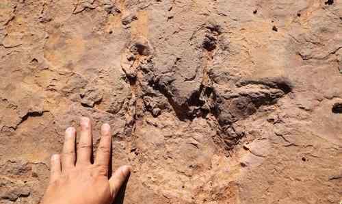 福建上杭首次发现恐龙足迹群 事件的真相是什么？